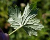 Geranium wlassovianum