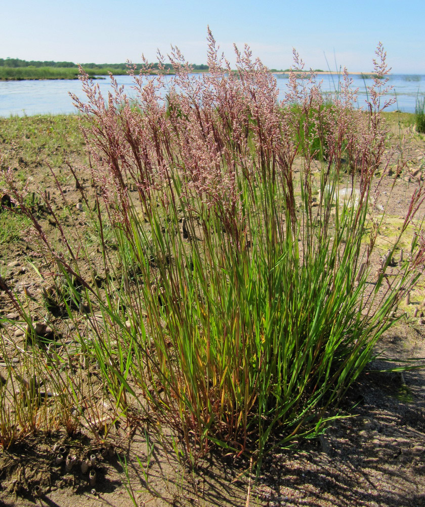 Image of Calamagrostis meinshausenii specimen.