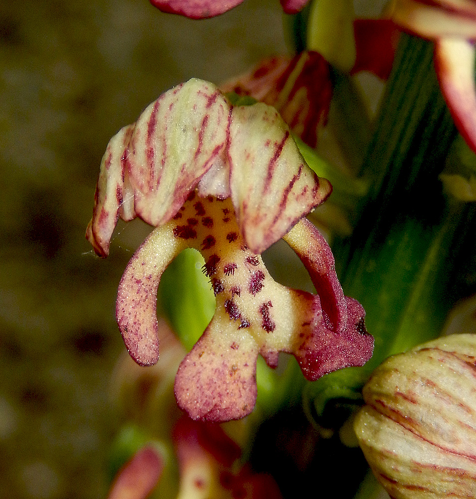 Image of Orchis &times; wulffiana nothosubsp. suckowii specimen.