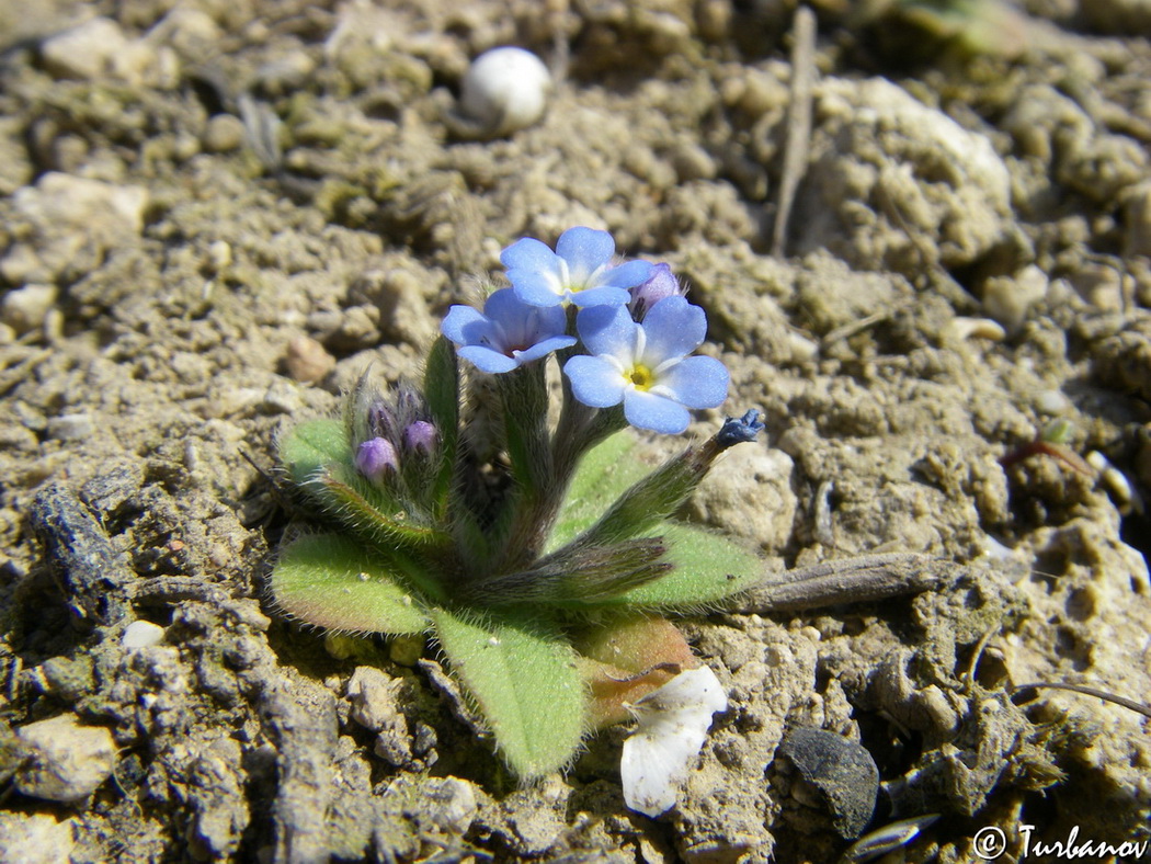 Image of Myosotis litoralis specimen.