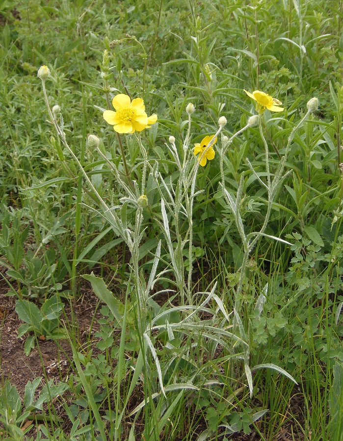 Image of Ranunculus illyricus specimen.