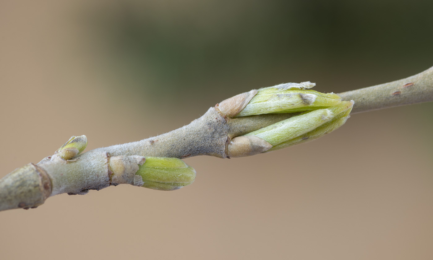 Image of Salix viminalis specimen.