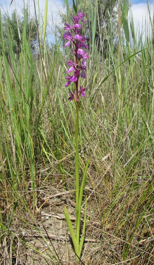 Image of Anacamptis laxiflora ssp. elegans specimen.