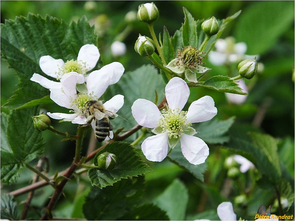 Изображение особи род Rubus.