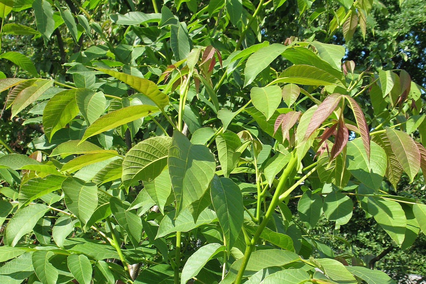 Image of Juglans regia specimen.