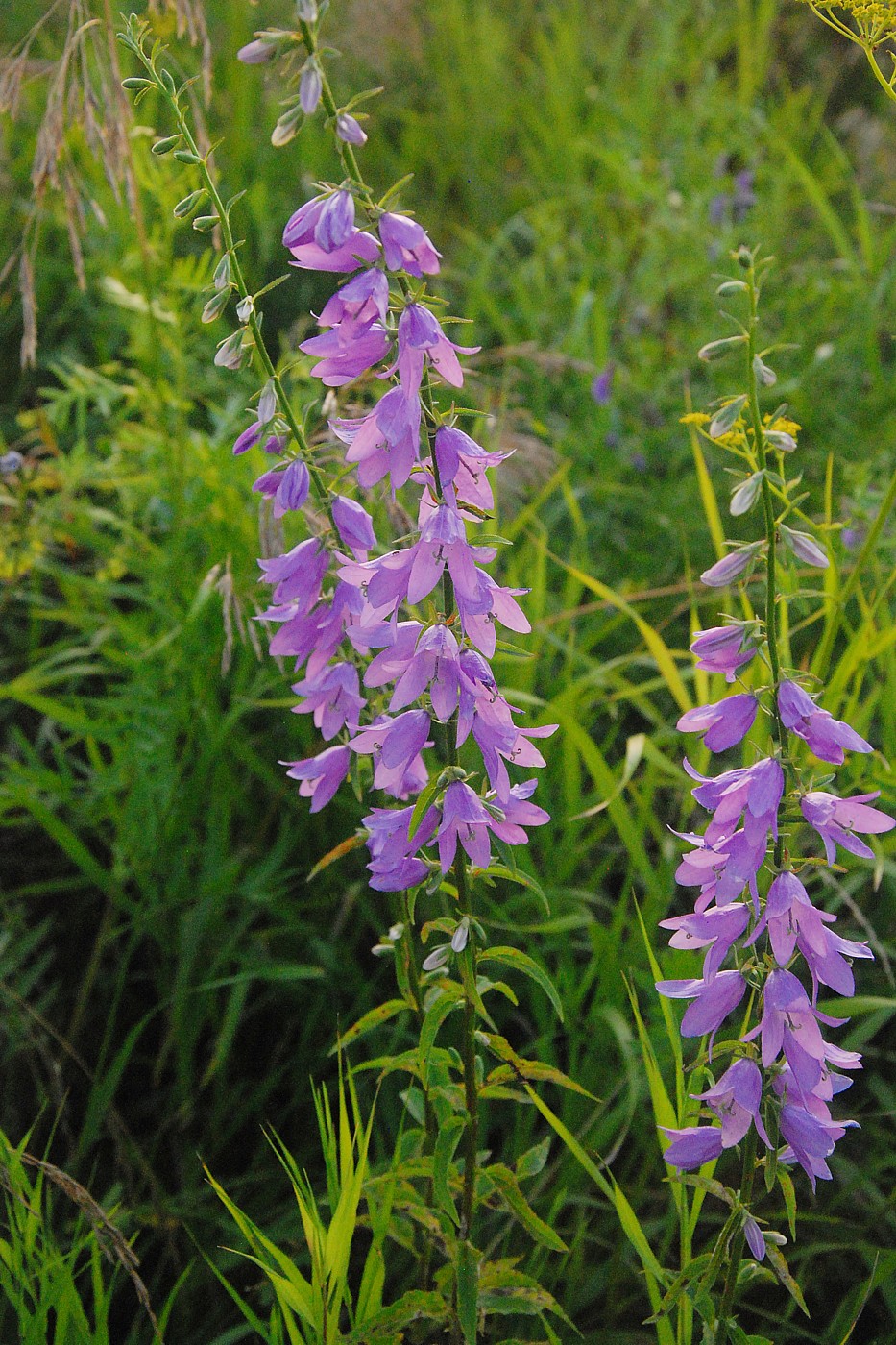 Image of Campanula rapunculoides specimen.