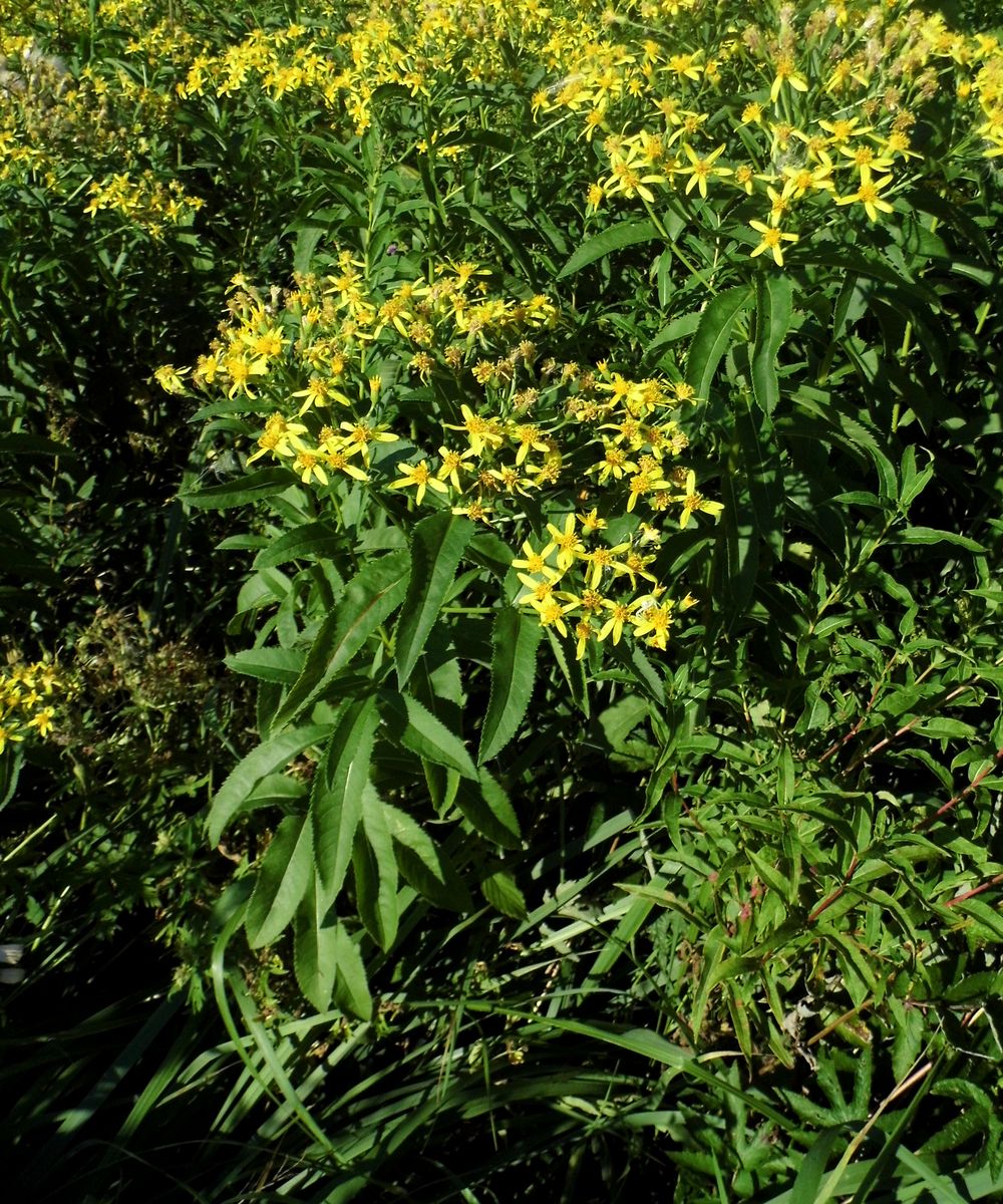 Image of Senecio sarracenicus specimen.