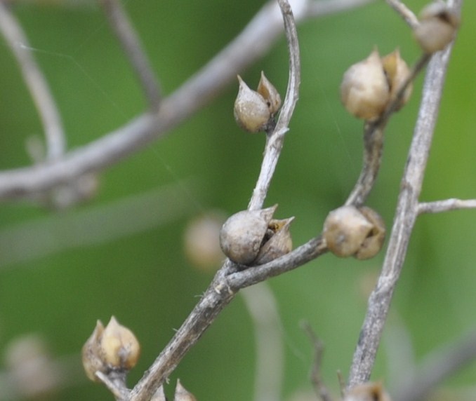 Image of Scrophularia bicolor specimen.