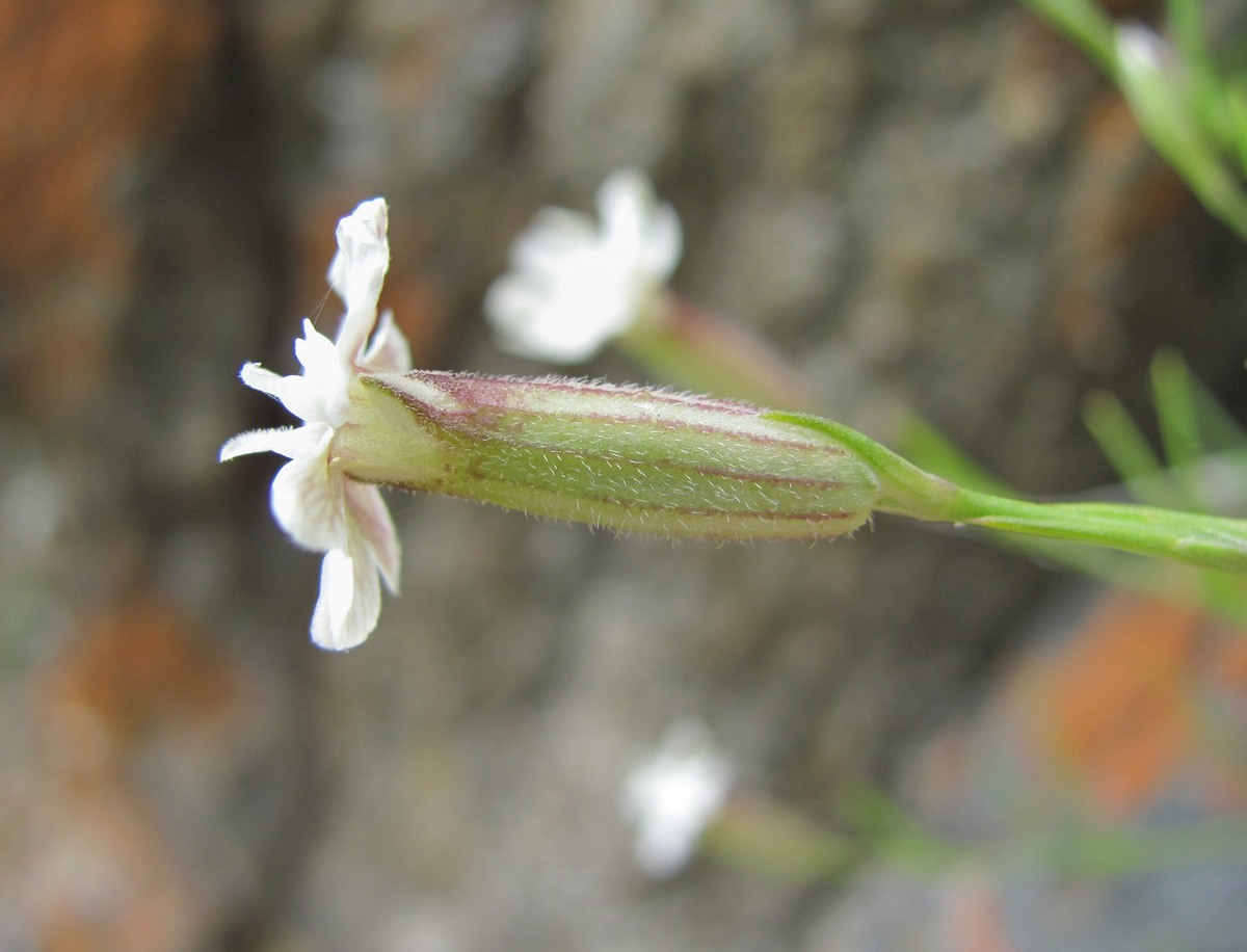 Image of Silene linearifolia specimen.