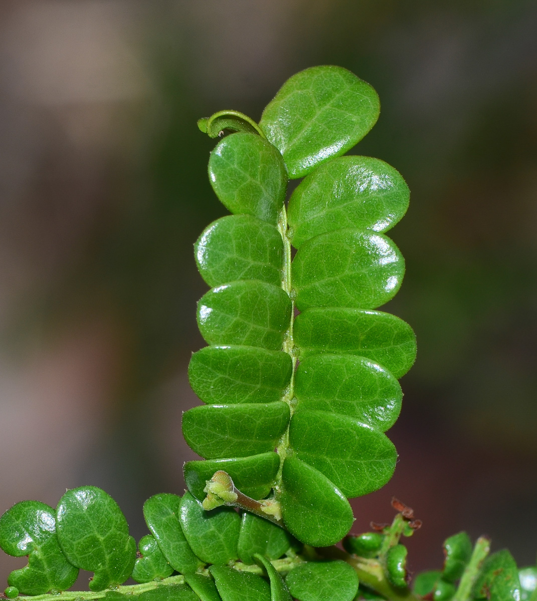 Image of Schotia afra specimen.