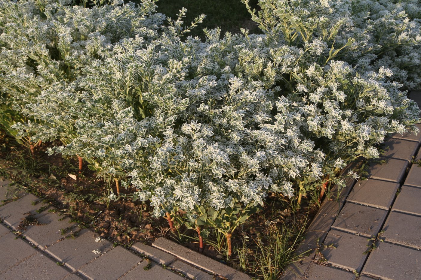 Изображение особи Euphorbia marginata.