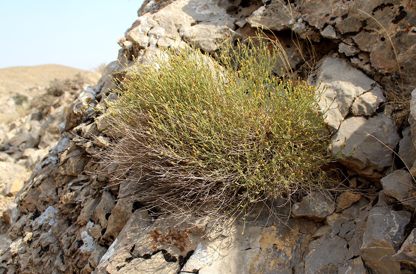 Image of Varthemia persica specimen.