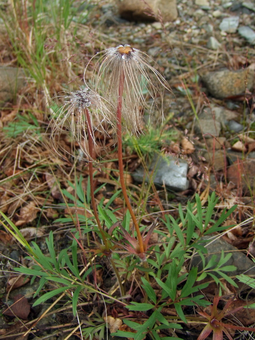 Изображение особи Pulsatilla dahurica.