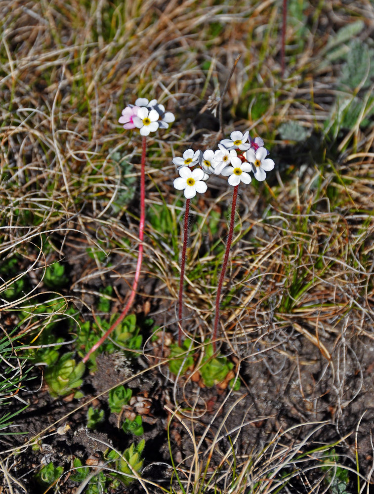 Image of Androsace lehmanniana specimen.