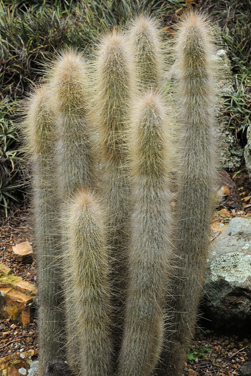 Изображение особи Cleistocactus hyalacanthus.