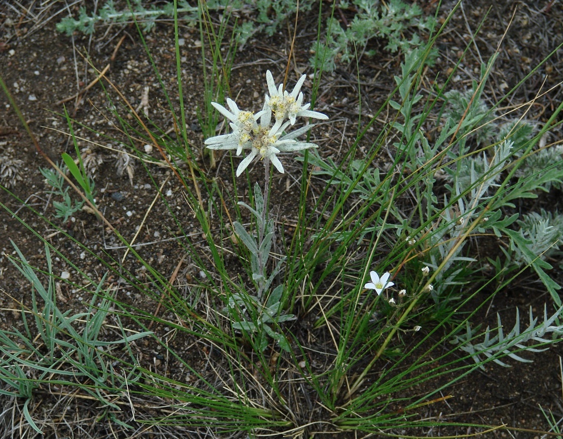 Image of Leontopodium conglobatum specimen.