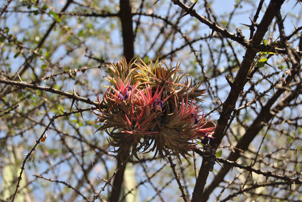 Изображение особи Tillandsia ionantha.