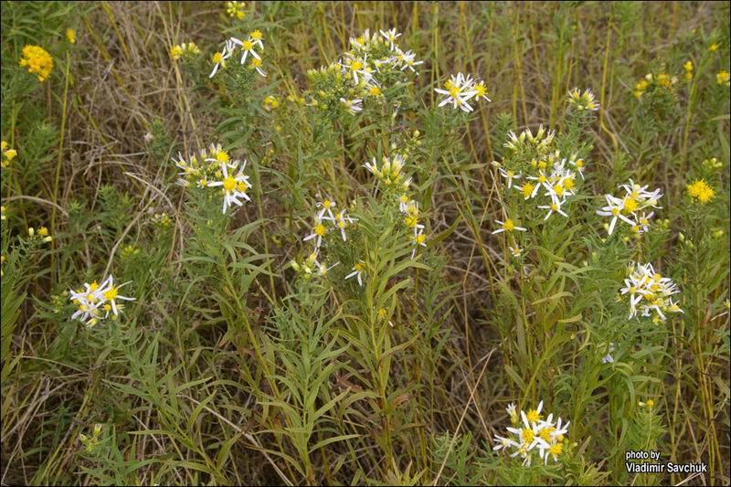 Изображение особи Galatella biflora.