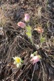 Pulsatilla orientali-sibirica