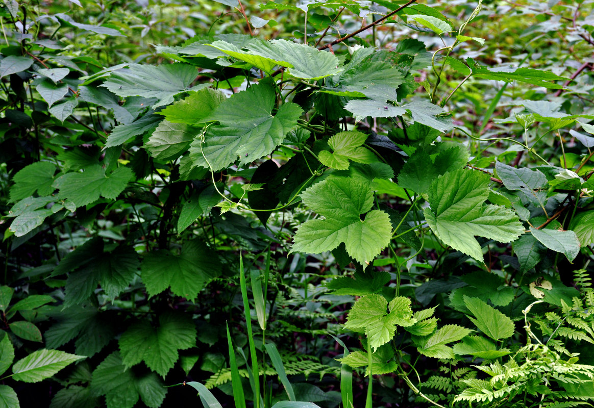 Image of Humulus lupulus specimen.