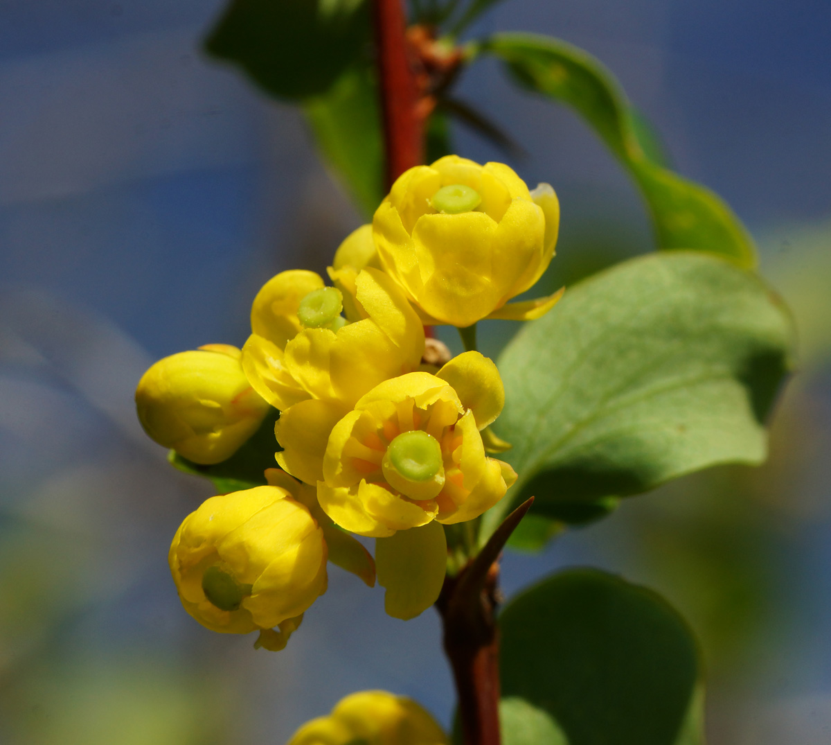 Image of Berberis sphaerocarpa specimen.