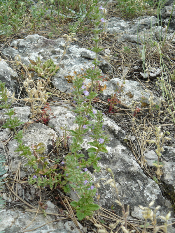 Image of Ziziphora acinos specimen.