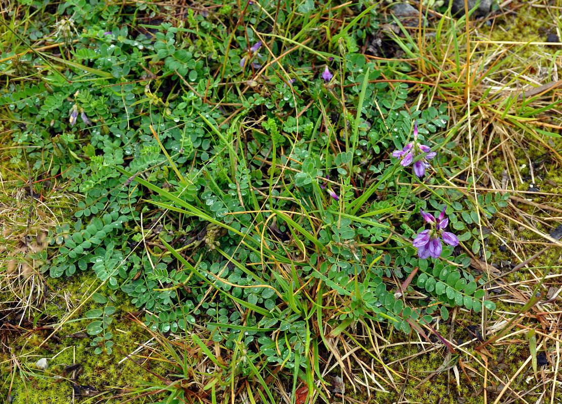 Image of Astragalus subpolaris specimen.