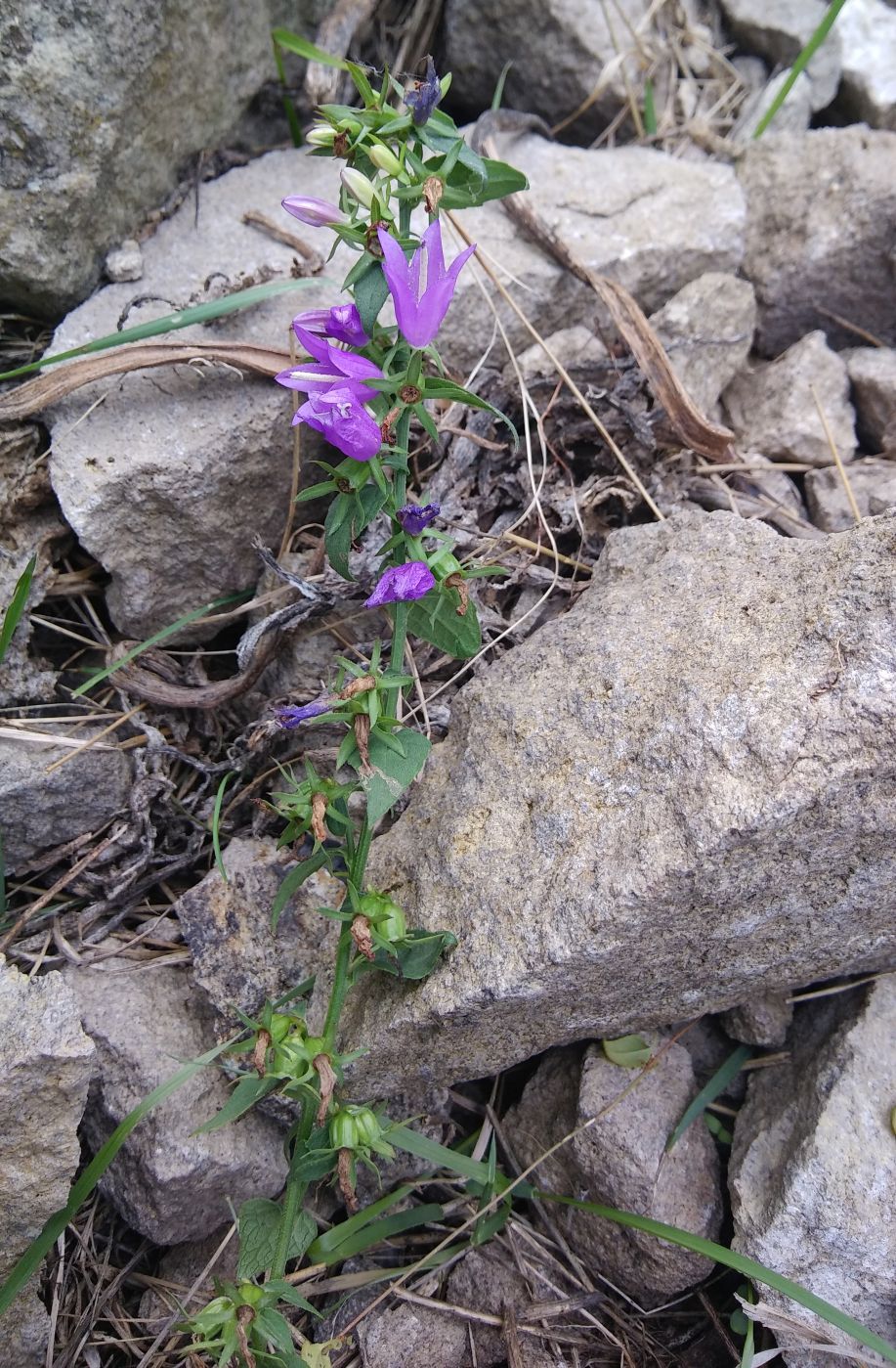 Изображение особи род Campanula.