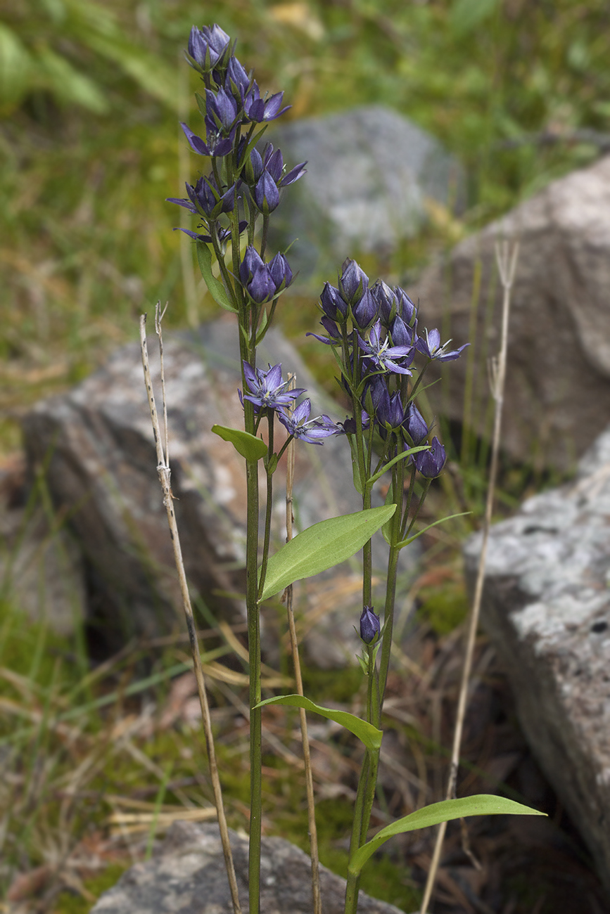 Image of Swertia obtusa specimen.