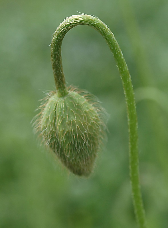 Image of Papaver commutatum specimen.