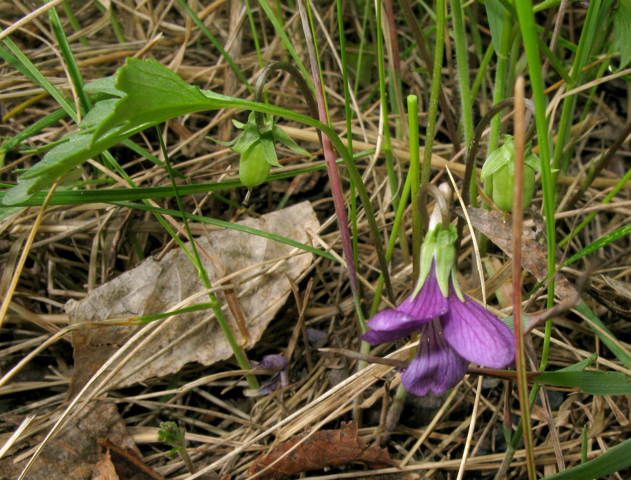 Изображение особи Viola tatianae.