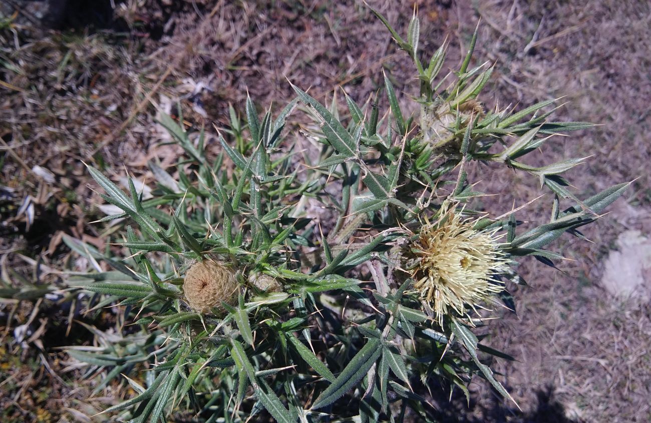 Image of Cirsium kosmelii specimen.