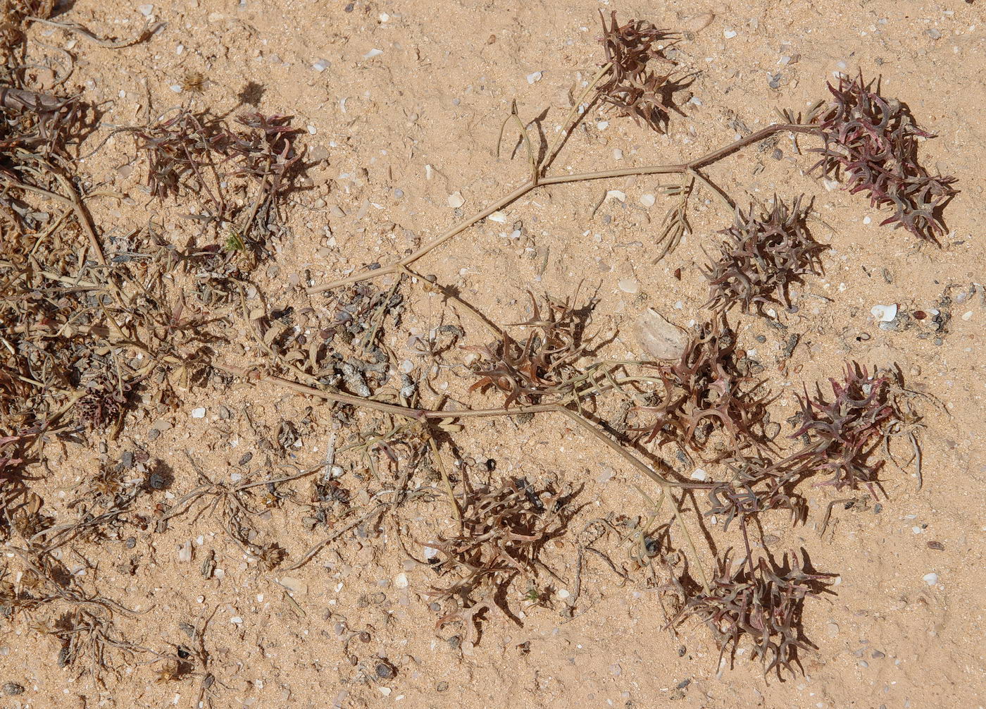 Image of Hippocrepis areolata specimen.