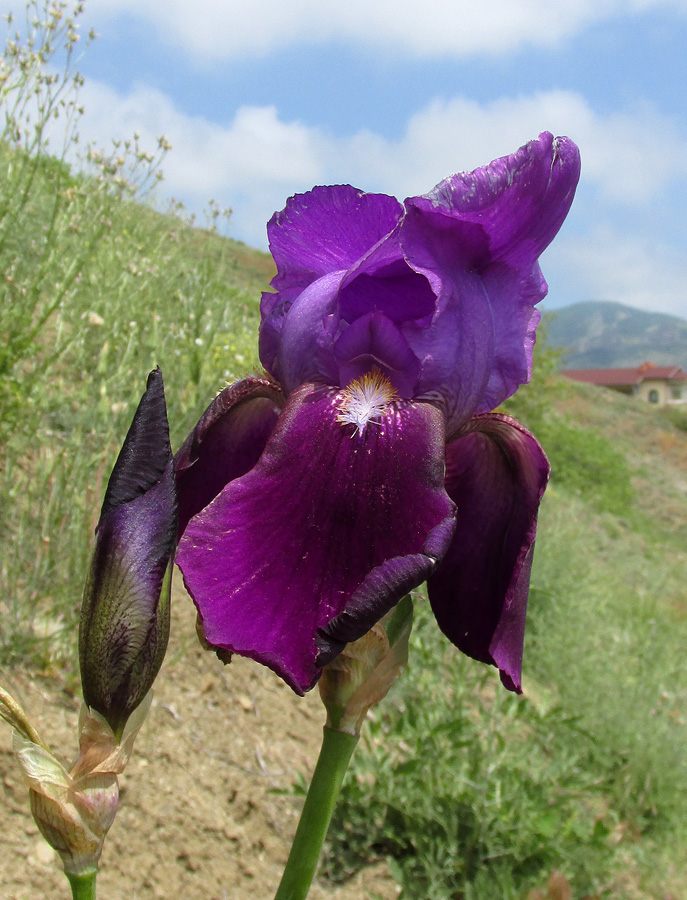 Image of genus Iris specimen.