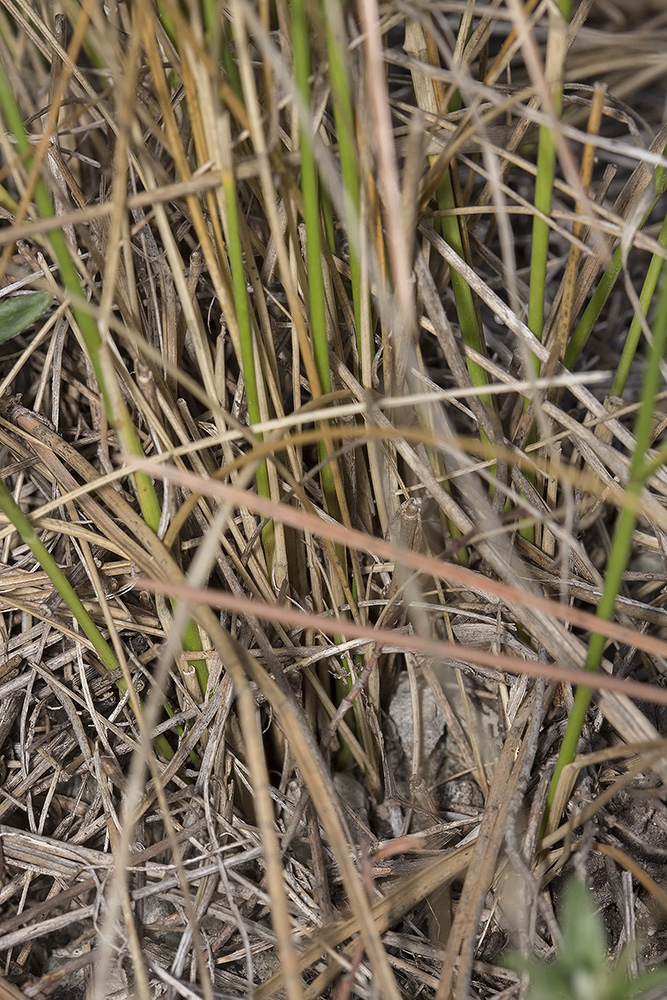 Image of Achnatherum bromoides specimen.