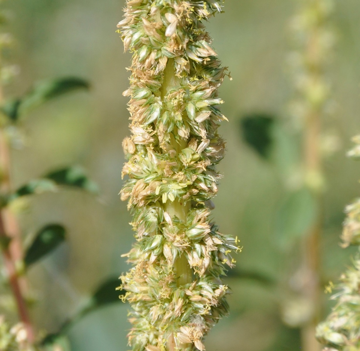 Image of Amaranthus palmeri specimen.