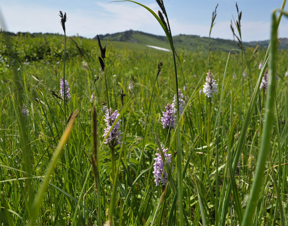 Image of Dactylorhiza fuchsii specimen.