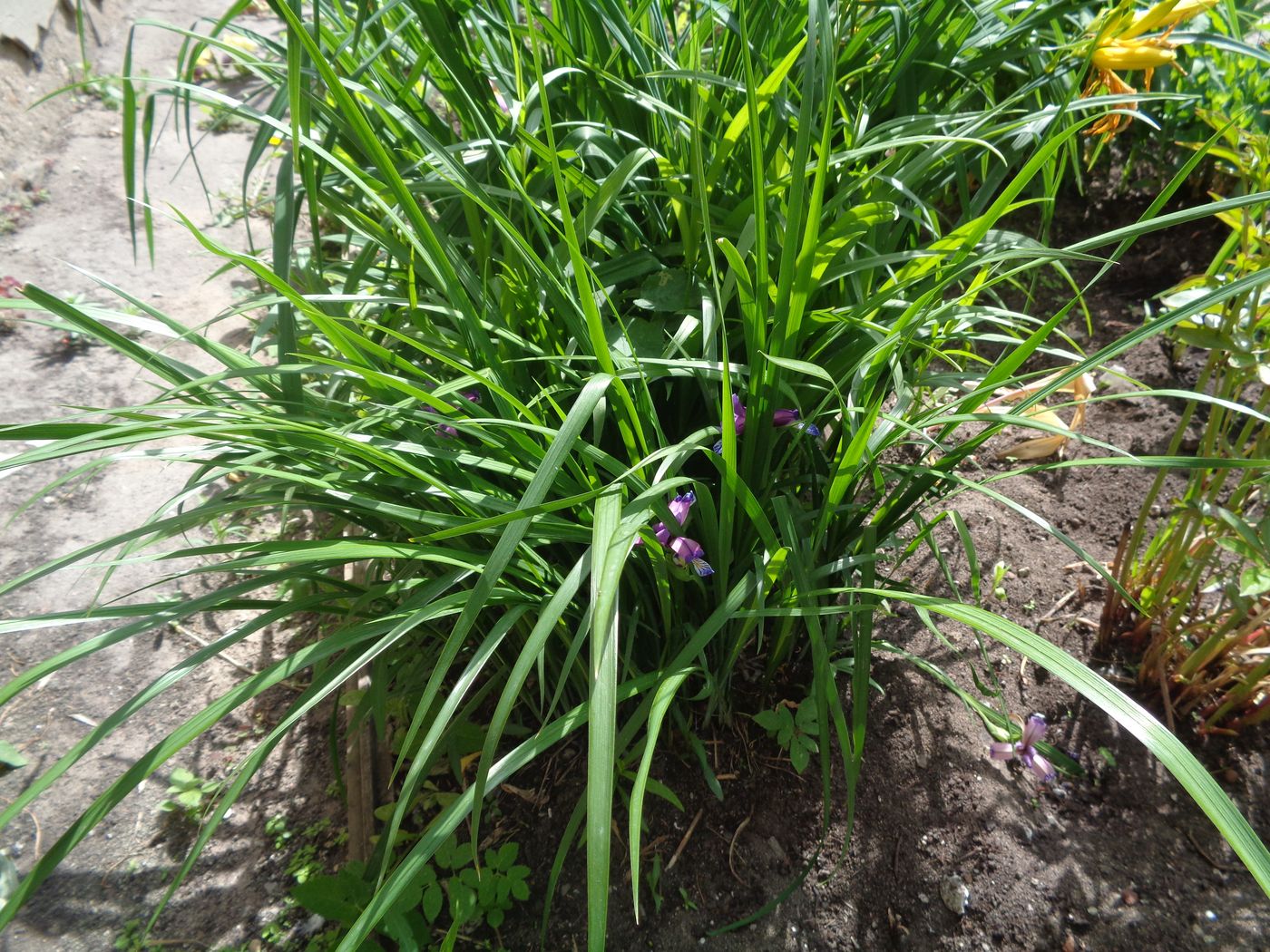 Image of Iris graminea specimen.