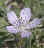 Geranium collinum