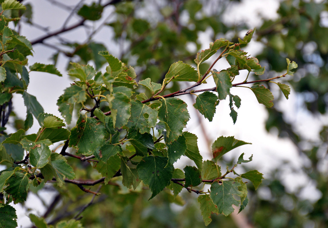 Изображение особи Betula pubescens.