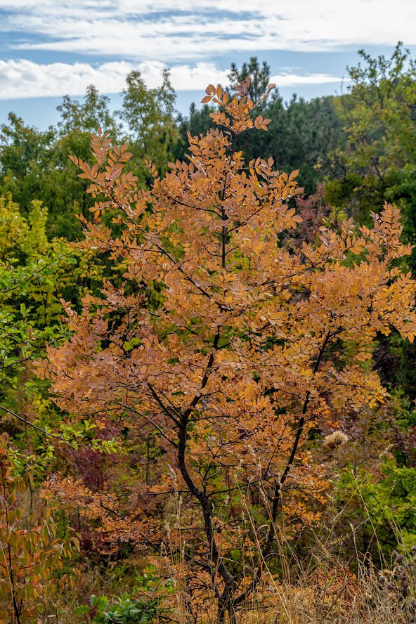 Image of Fraxinus excelsior specimen.