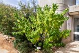 Abutilon grandifolium. Цветущее растение. Израиль, Шарон, г. Тель-Авив, ботанический сад университета. 22.10.2018.
