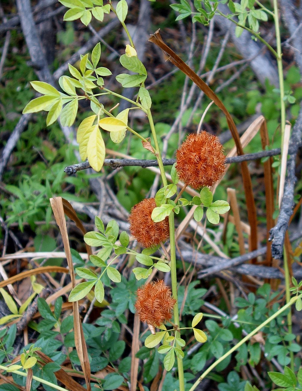 Изображение особи Glycyrrhiza echinata.