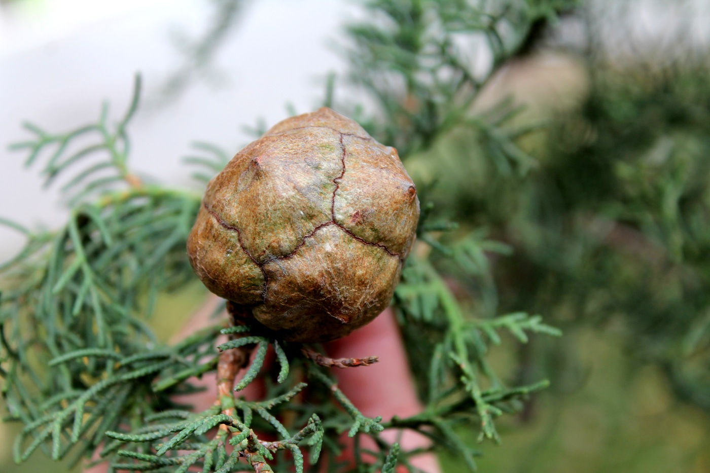 Image of Cupressus sempervirens specimen.