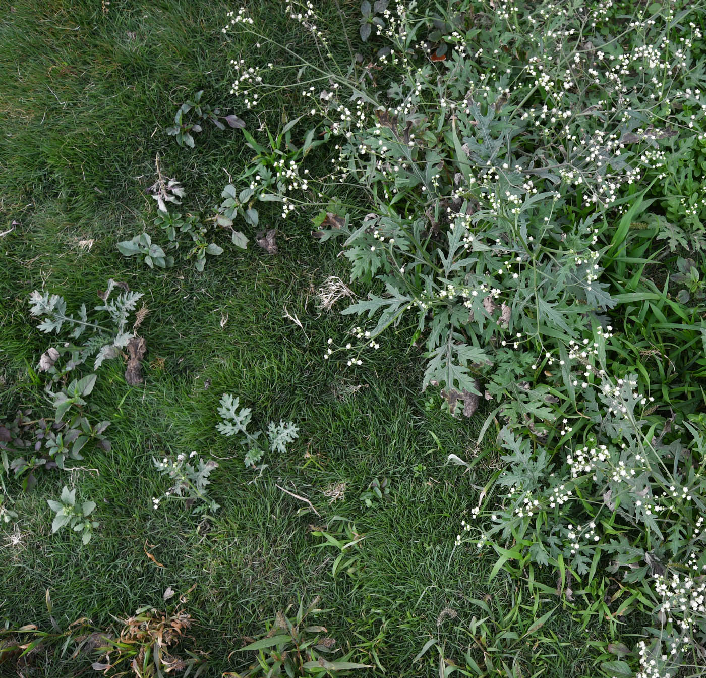 Image of Parthenium hysterophorus specimen.