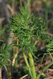 Смотреть изображение Thalictrum lucidum