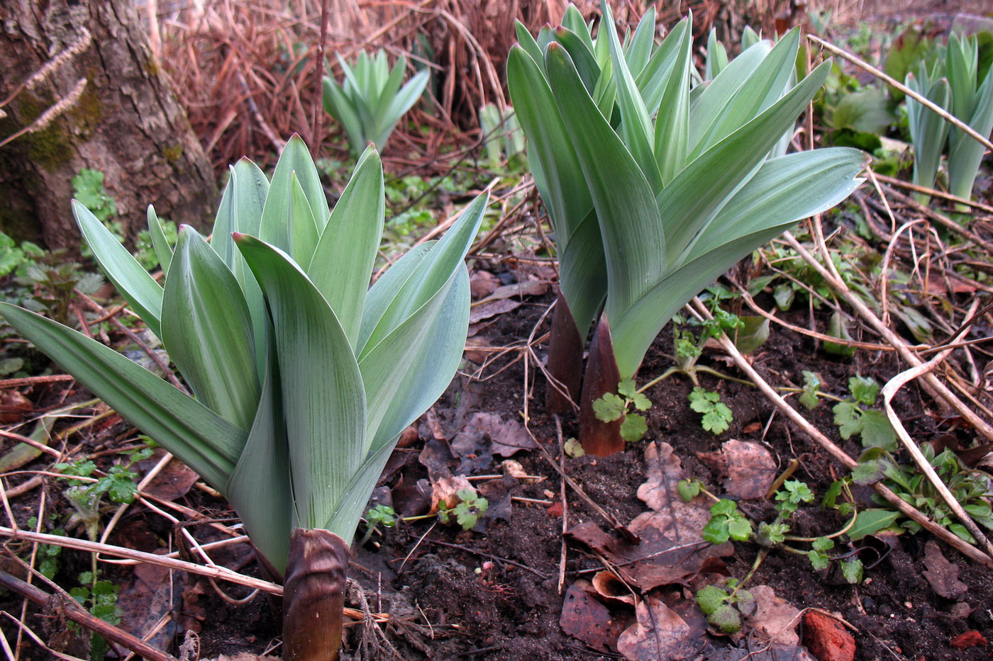 Image of Allium aflatunense specimen.