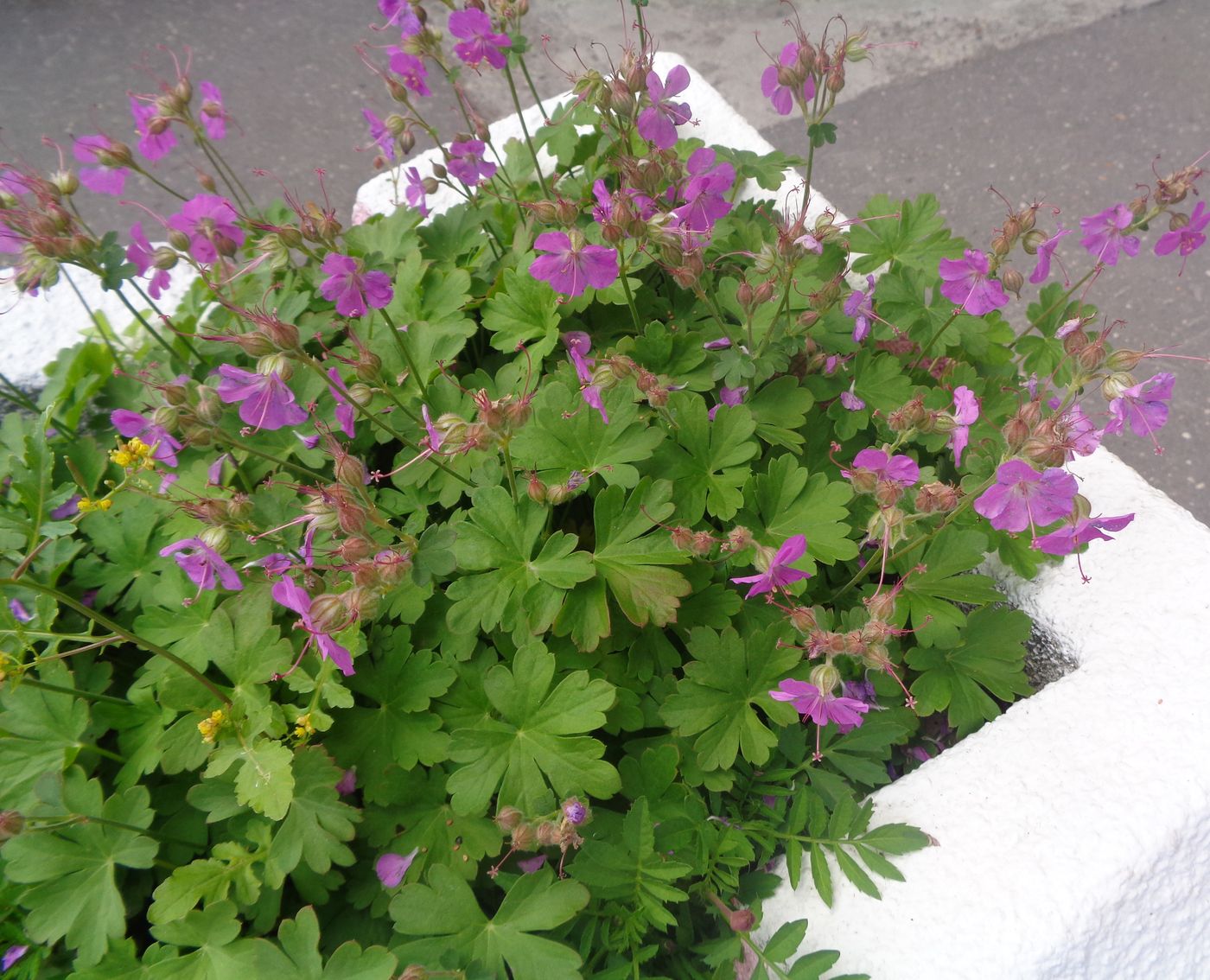 Image of Geranium &times; cantabrigiense specimen.