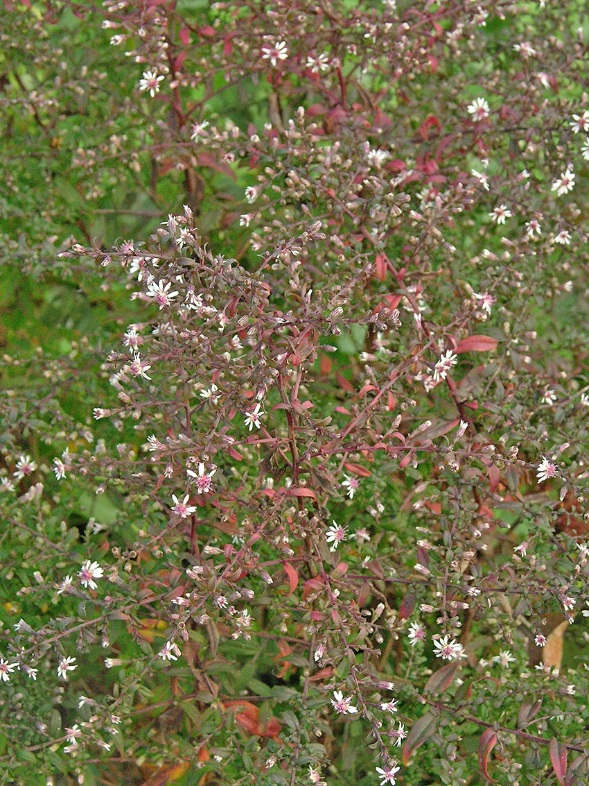 Image of Symphyotrichum lateriflorum specimen.