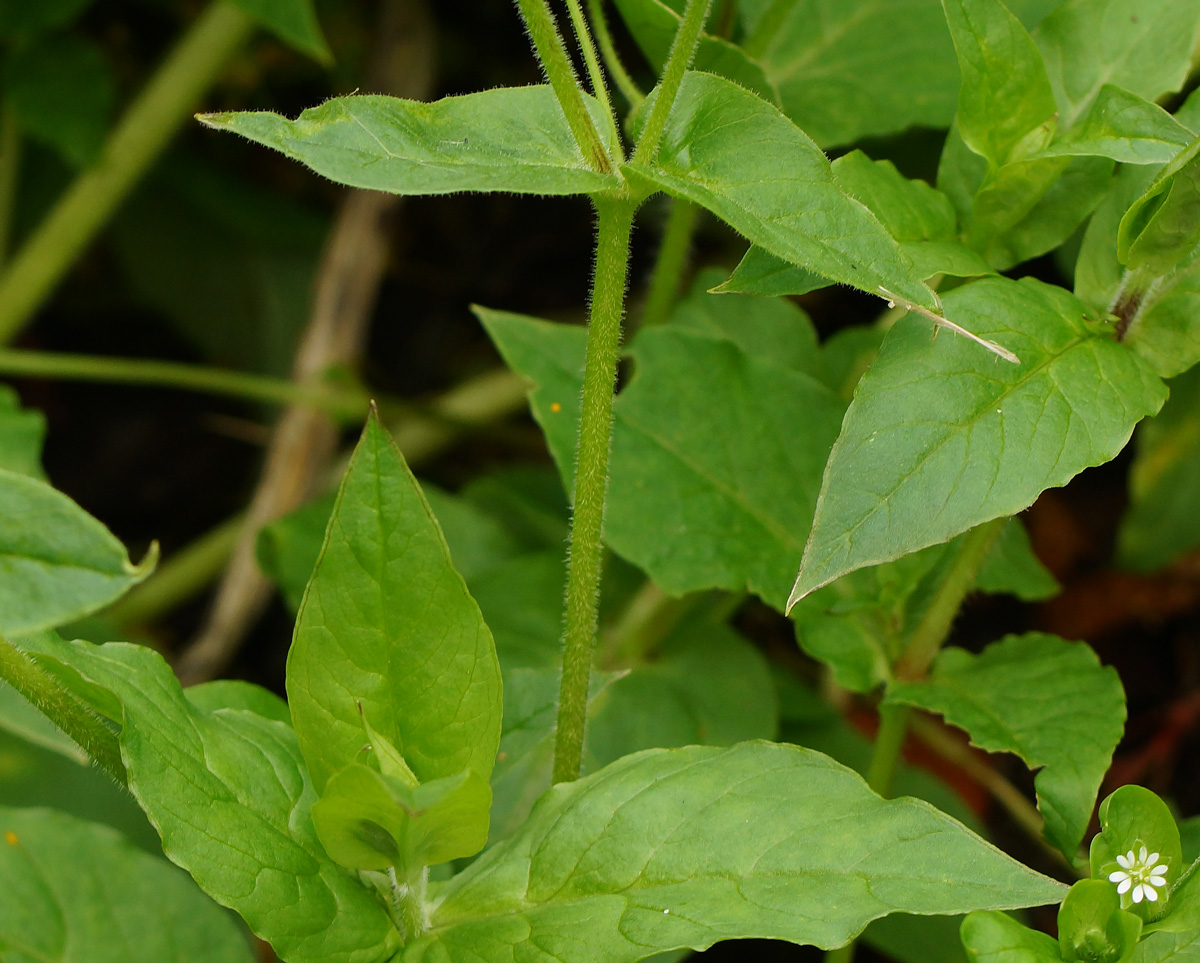 Изображение особи Myosoton aquaticum.